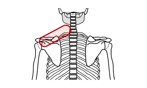 肩(肩甲骨)や背中の真ん中で点で感じる肩(肩甲骨)や背中の痛み