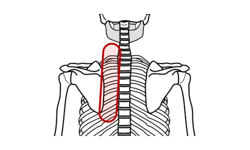 肩(肩甲骨)や背中全体に面で感じる肩(肩甲骨)や背中の痛み