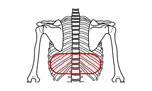 肩(肩甲骨)や背中からお尻や足にも感じる肩(肩甲骨)や背中の痛み