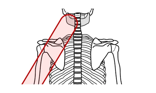 肩(肩甲骨)や背中からお尻や足にも感じる肩(肩甲骨)や背中の痛み